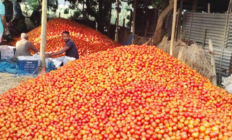 টমেটোর বাজার