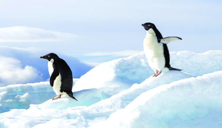 পেঙ্গুইনের প্রজনন ব্যবস্থায় জলবায়ু পরিবর্তনের প্রভাব, এগোচ্ছে সময়